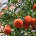 20090119_naplestrp_27_sorrento
